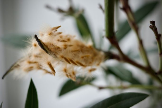 Bloeiende tak met pluizige witte vezels en groene bladeren.