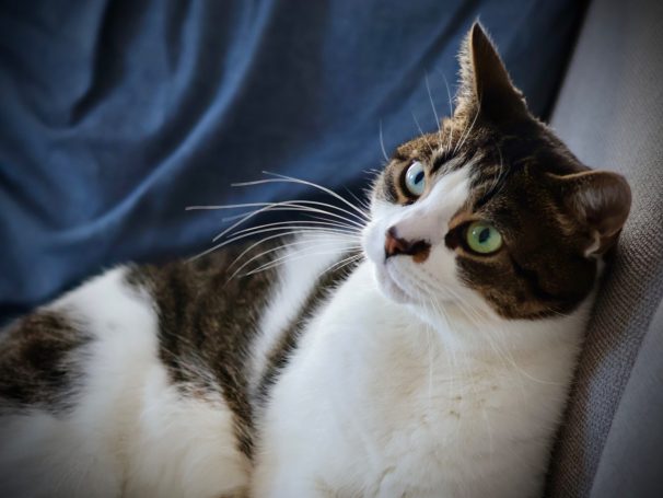 Zittende kat met groenogige blik tegen een blauwe achtergrond.