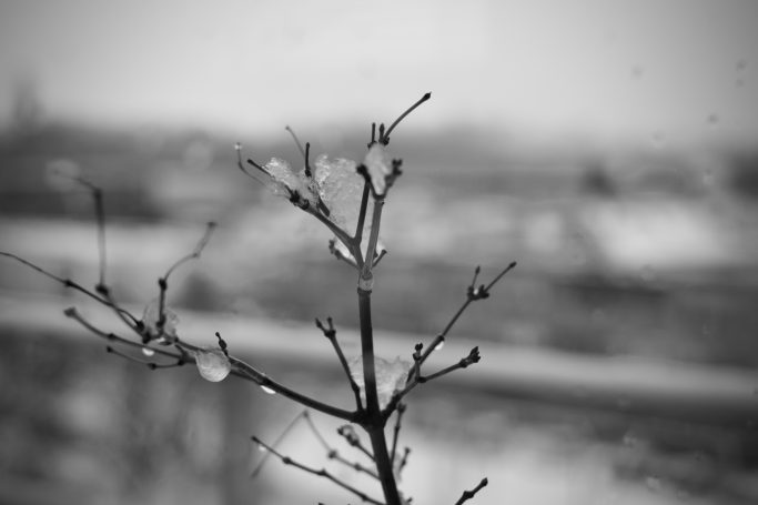 Dorre tak met knoppen, op de achtergrond een vervaagd stadslandschap in zwart-wit.